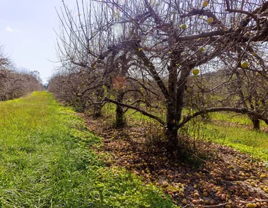 Miniatura: Jesienne nawożenie drzew owocowych. Jak...