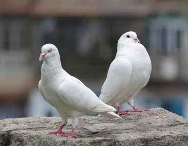 Miniatura: Kontrowersje wokół obchodów 11 listopada....