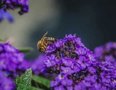 Miniatura: Ta roślina to zapomniana gwiazda PRL-u,...
