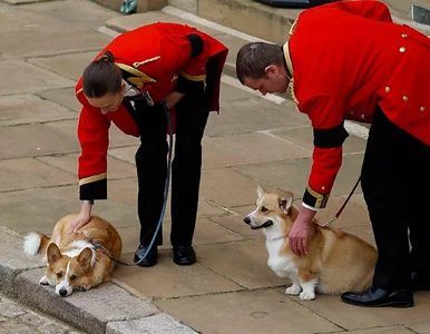 Miniatura: Ukochane corgi Elżbiety II mają się...