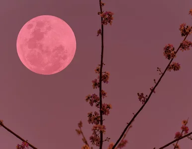 Miniatura: Różowy Księżyc zalśni nad Polską. Niebo...