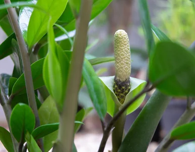 Miniatura: Zamiokulkas jest jak kwiat paproci. Może...