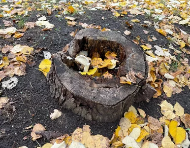 Miniatura: Pień po drzewie? Zobacz, jak zniknie...