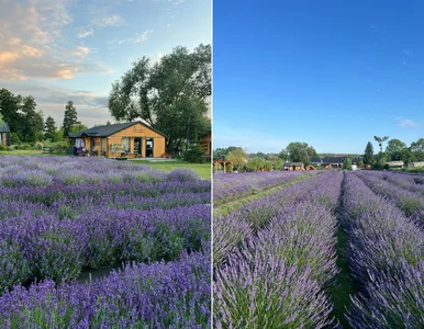 Miniatura: Lawendowe pole jak ze snu. Miejsce na...