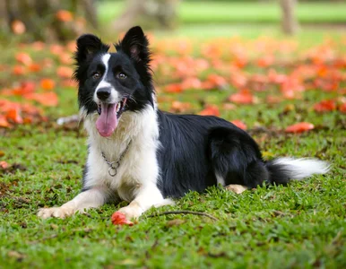 Miniatura: Psy wykazują zdolności językowe podobne do...