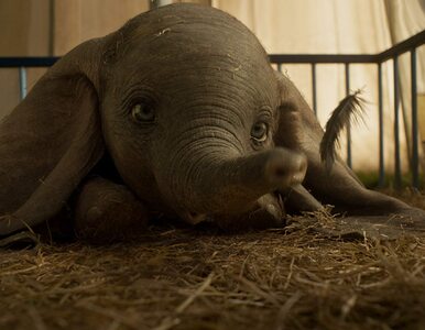 „Dumbo” powraca w wersji aktorskiej. Jest oficjalny zwiastun filmu Tima...