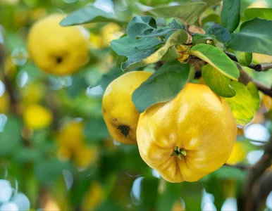 Miniatura: Ta pigwa jest zdrowa, pachnąca i mało...