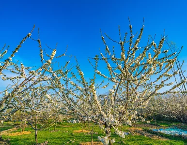 Miniatura: Załóż na pień w maju. Jeden prosty zabieg...