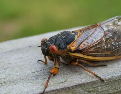 Miniatura: Mierzą się z nietypową plagą. „Zdarza się...