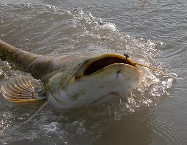 Miniatura: Wtedy wędkarz poczuł, że wygrywa walkę z...