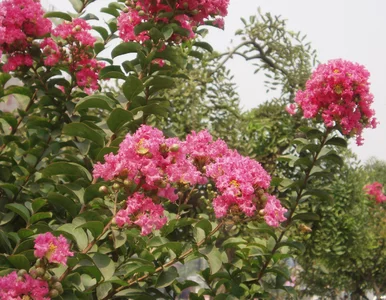 Miniatura: Azjatycka piękność kwitnie przez niemal 5...