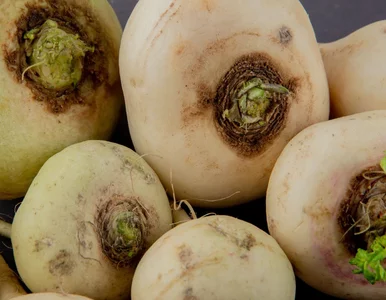 Miniatura: Kiedyś jadła ją biedota, a dwory omijały....