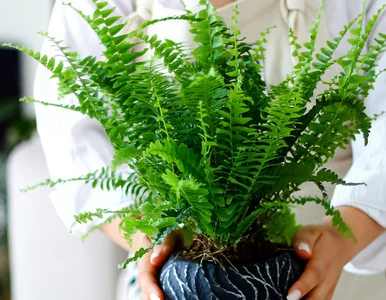 Miniatura: Zamiast do zlewu – do doniczki. Ten...