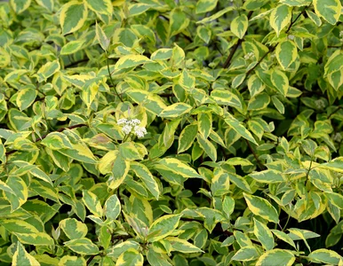 Miniatura: Posadź zamiast tui. Rośnie jak błyskawica...