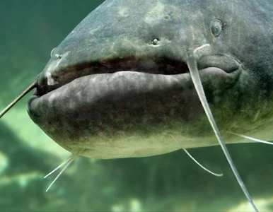 Miniatura: Gigantyczne ryby maleją w mgnieniu oka....