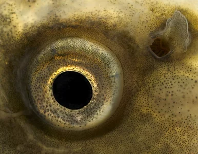 Miniatura: Inwazyjne karpie zagrożeniem. Eksperci...