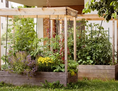 Miniatura: Masz drewno w ogrodzie? To najważniejsza...