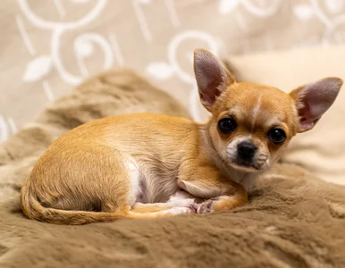 Miniatura: Nowy trop w historii udomowienia psów?...