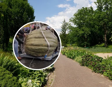 Miniatura: Takiej dyni nie znajdziesz w sklepie....