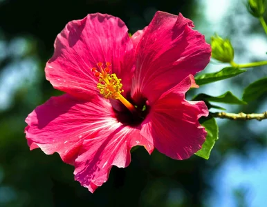 Miniatura: Mój hibiskus ma kwiaty duże jak talerze. W...