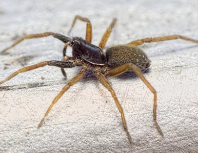 Miniatura: Rzadki gatunek pająka ponownie odkryty po...