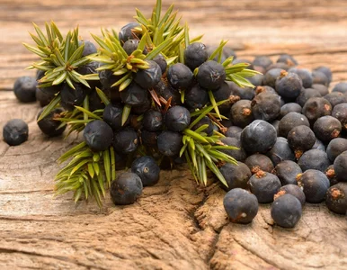 Miniatura: Ta babcina przyprawa ratuje żołądek po...