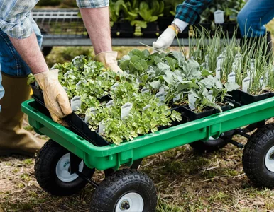 Miniatura: W lutym wysiej te warzywa na rozsadę....
