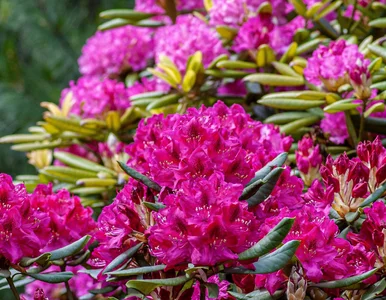 Miniatura: Nie wszystkie rośliny lubią gnojówkę z...