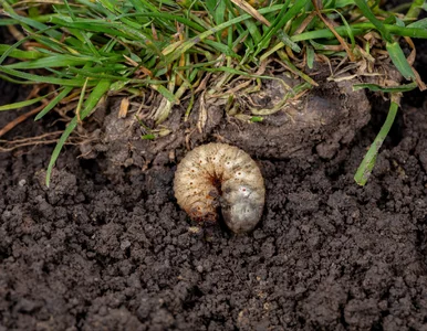 Miniatura: Trawnik bez pędraków. Prosty sposób...