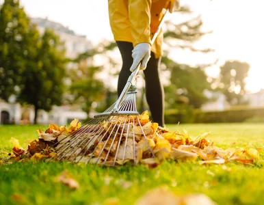 Miniatura: Palisz liście w ogrodzie? Możesz stracić...