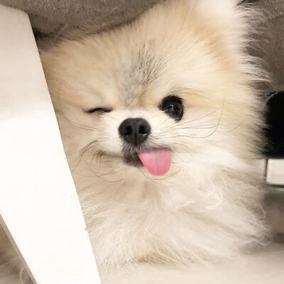 Miniatura: Pomeranian Pixxel – najsłodszy psiak na...