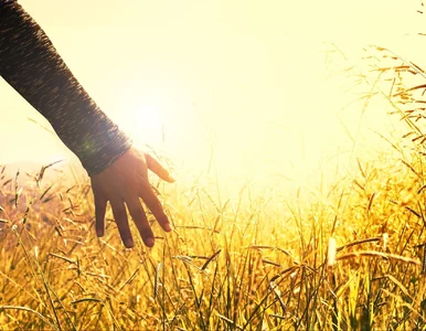 Miniatura: Z pasji do rolnictwa