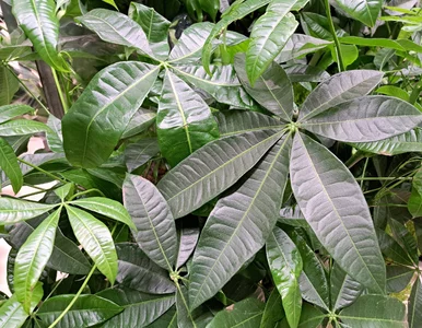 Miniatura: Podlewałam ją źle przez lata. Teraz ta...