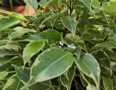 Miniatura: Myślałam, że fikus jest do wyrzucenia. Po...