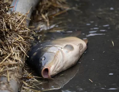 Miniatura: Bez wody, przerzucane jak śmieci....