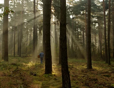 Miniatura: Zebrał 32,5 tys. grzybów i to nie koniec....