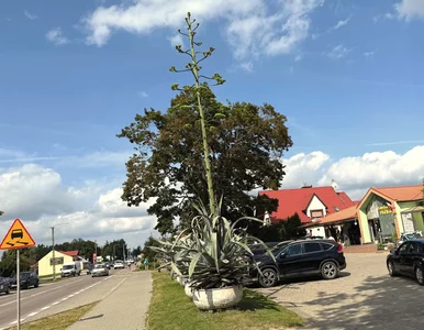 Miniatura: Cała Polska podziwia. Agawa zakwitła na...