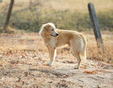 Miniatura: Sprawdzili, czy psy będą mówić ludzkim...