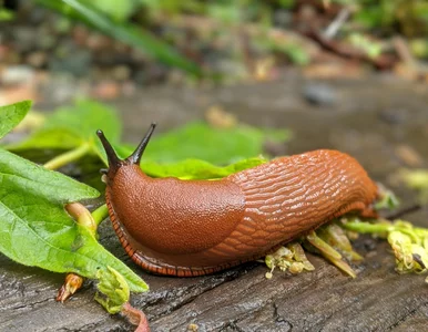 Miniatura: Wieczorem wyjmij z lodówki, a ślimaki...