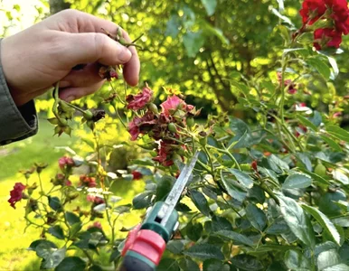 Miniatura: Większość robi to z różami za późno. W...