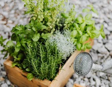 Miniatura: Zioła z ogrodu w domu? Tylko jeśli zrobisz...