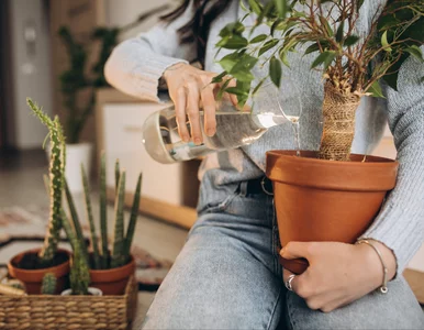 Miniatura: Kup w aptece i wsyp do ziemi raz w...