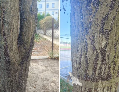 Miniatura: „Paskudny szkodnik” w polskim mieście....