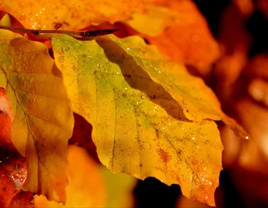 Miniatura: Ten żywopłot rośnie błyskawicznie, a...