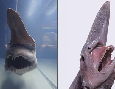 Miniatura: Tajemniczy drapieżnik z czeluści oceanu....