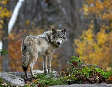 Miniatura: Myśliwi mają powód do świętowania? Chodzi...