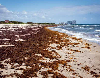 Miniatura: Śmierdzący problem na rajskich plażach....