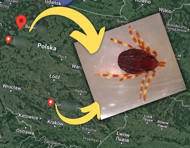 Miniatura: Kleszcz gigant dotarł do Polski. Naukowcy...
