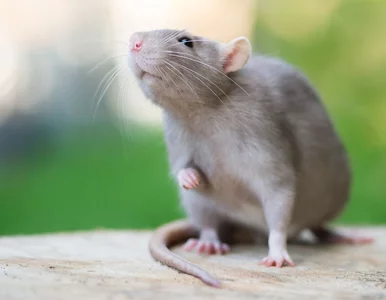 Miniatura: Małe ciała, wielka misja. Tak szczury...