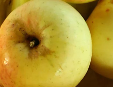 Miniatura: Te stare odmiany jabłek są zdrowsze, niż...